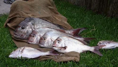 Snapper of this quality can be caught while using the paternoster rig offshore © Gary Brown